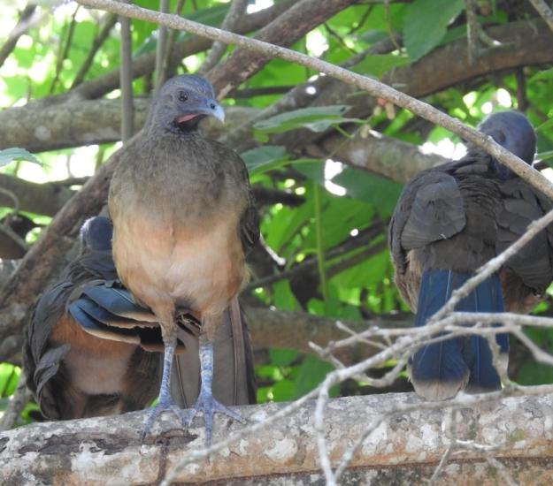 Chachalaca Oriental (Ortalis vetula)