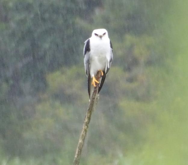 Elanio Coliblanco (Elanus leucurus)