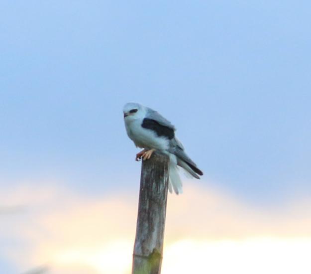 Elanio Coliblanco (Elanus leucurus)