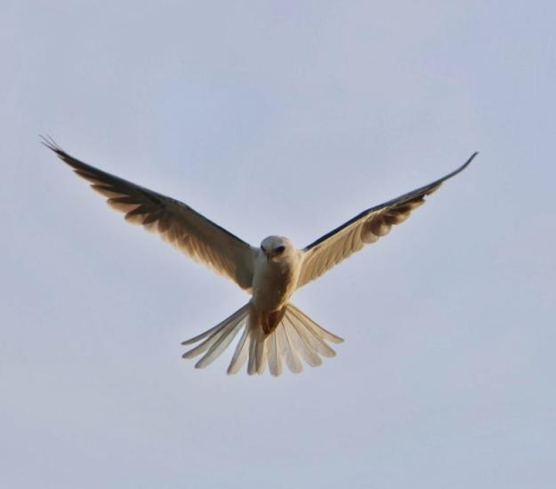 Elanio Coliblanco (Elanus leucurus)
