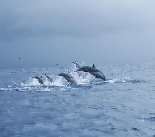 Delfín Común (Delphinus delphis)
