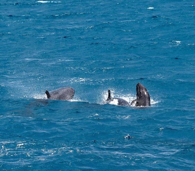 Falsa Orca (Pseudorca crassidens)