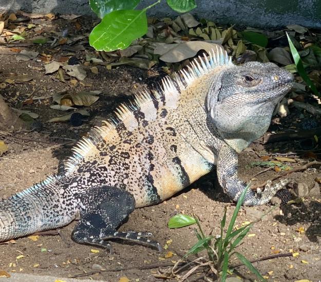 Garrobo (Ctenosaura similis)
