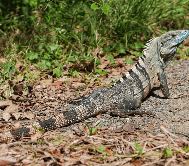 Garrobo (Ctenosaura similis)