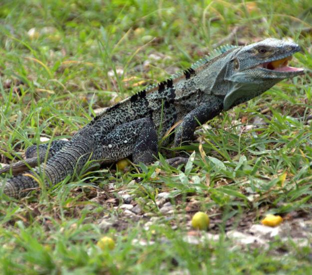 Garrobo (Ctenosaura similis)