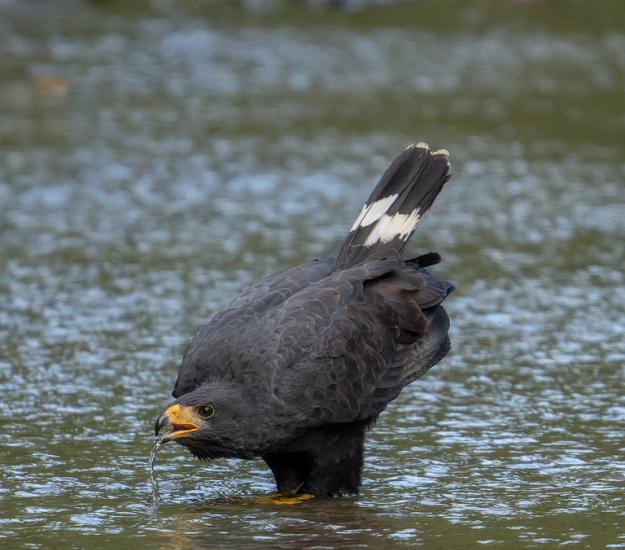 Gavilán Cangrejero (Buteogallus anthracinus)