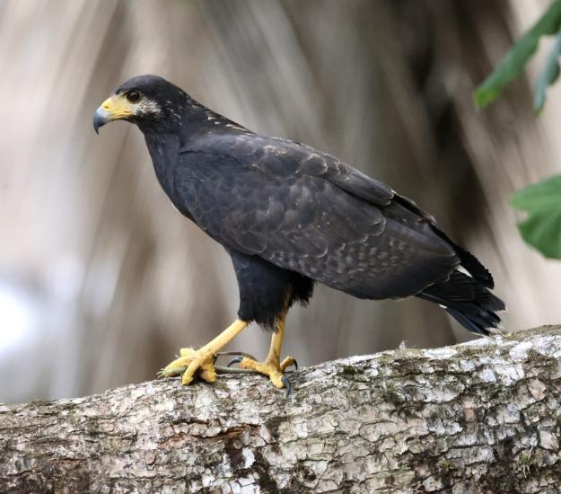 Gavilán Cangrejero (Buteogallus anthracinus)