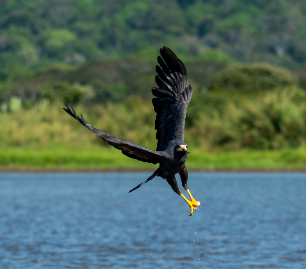 Gavilán Cangrejero (Buteogallus anthracinus)