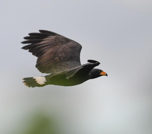 Gavilán Cangrejero (Buteogallus anthracinus)