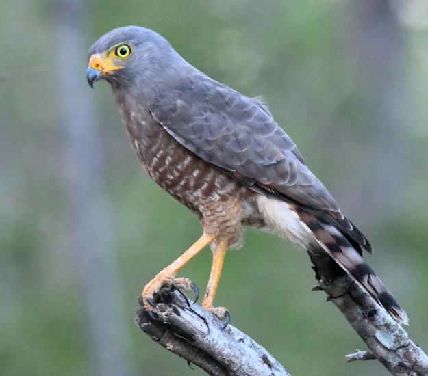 Gavilán Chapulinero (Rupornis magnirostris)