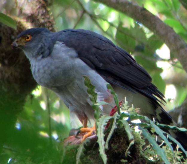 Gavilán Bicolor (Accipiter bicolor)