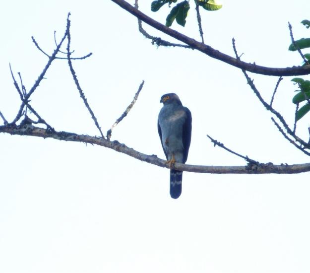 Gavilán Bicolor (Accipiter bicolor)