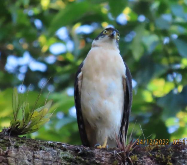 Gavilán Bicolor (Accipiter bicolor)
