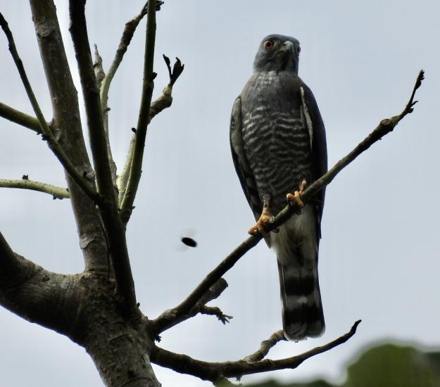 Gavilán Bidentado (Harpagus bidentatus)