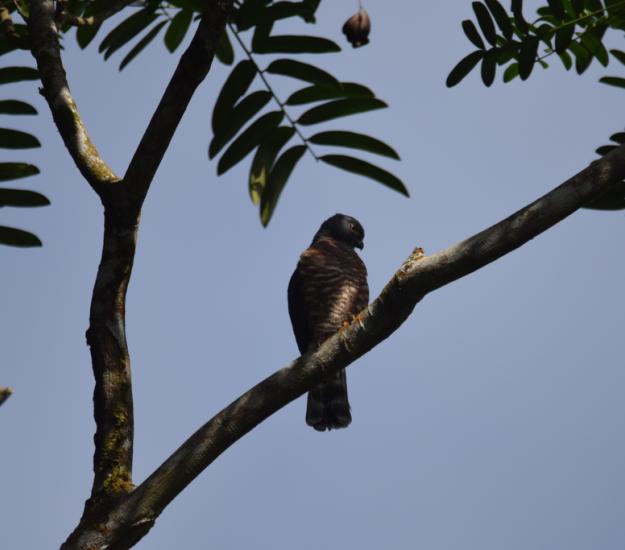 Gavilán Bidentado (Harpagus bidentatus)