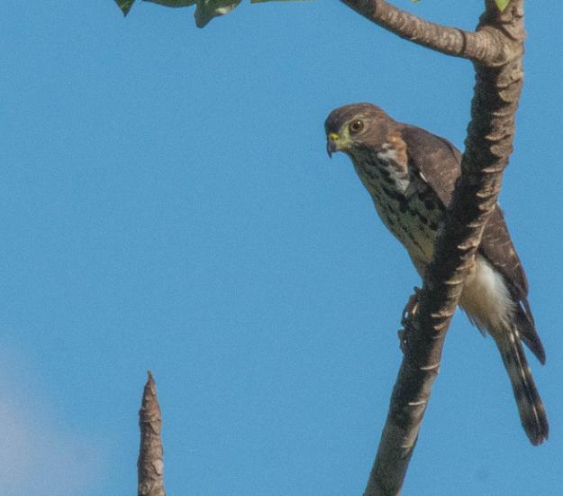 Gavilán Bidentado (Harpagus bidentatus)