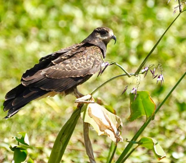 Gavilán Caracolero (Rostrhamus sociabilis)