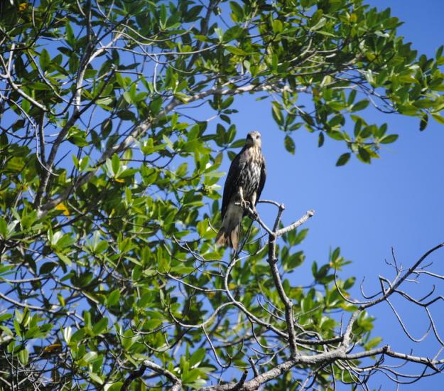 Gavilán Caracolero (Rostrhamus sociabilis)