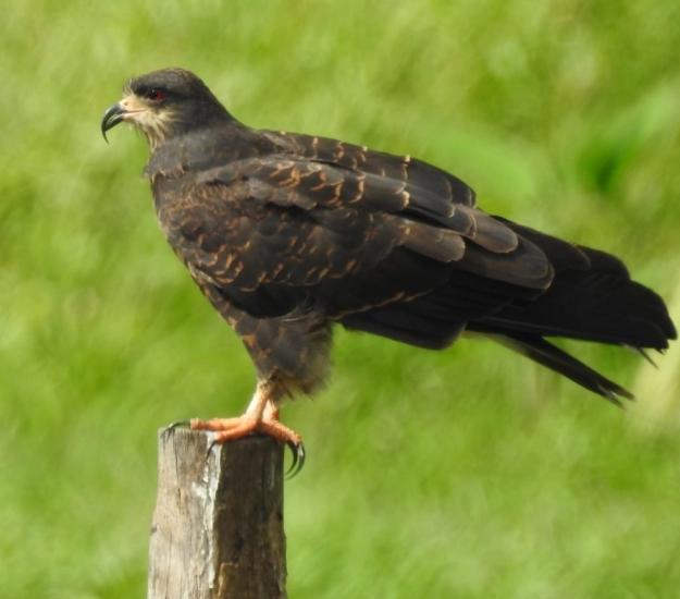 Gavilán Caracolero (Rostrhamus sociabilis)