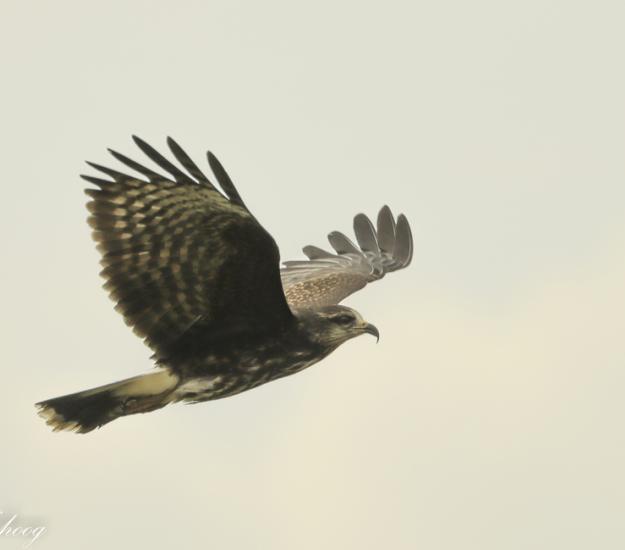Gavilán Caracolero (Rostrhamus sociabilis)