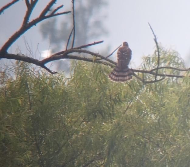 Gavilán de Cooper (Accipiter cooperii)