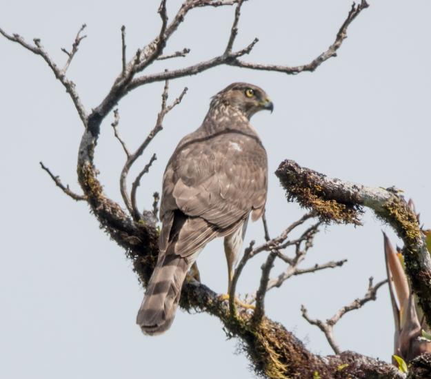 Gavilán de Cooper (Accipiter cooperii)