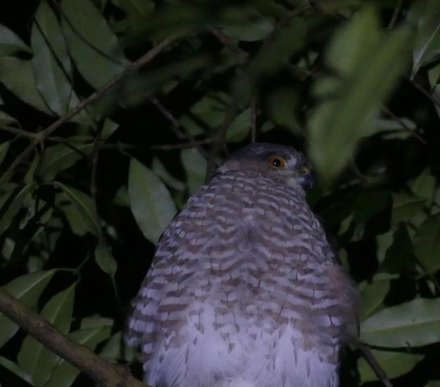 Gavilán Pecho Canela (Accipiter striatus)