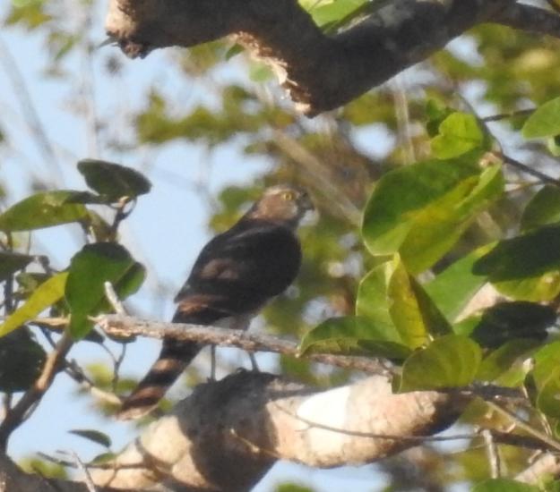 Gavilán Pecho Canela (Accipiter striatus)