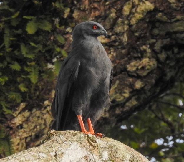 Gavilán Zancón (Geranospiza caerulescens)