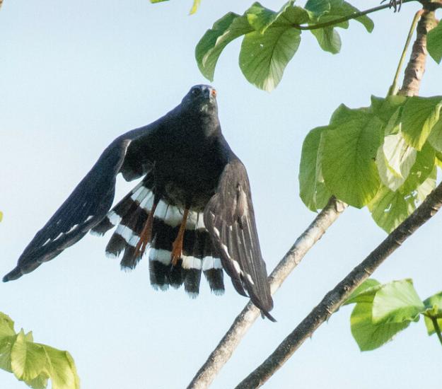 Gavilán Zancón (Geranospiza caerulescens)