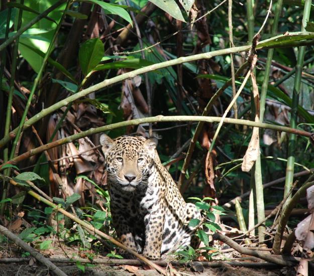 Jaguar (Panthera onca)