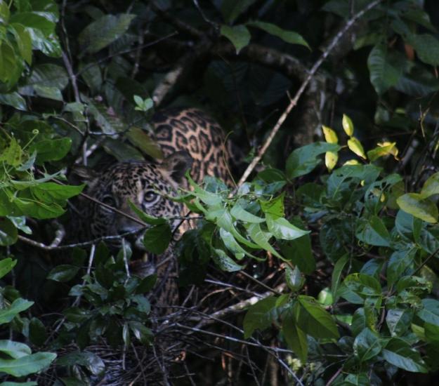 Jaguar (Panthera onca)
