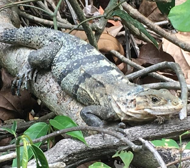 Garrobo (Ctenosaura similis)