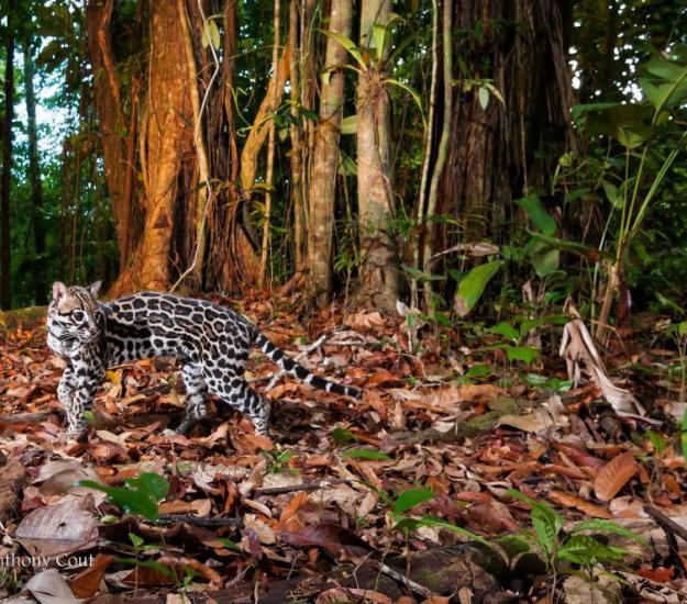Ocelote (Leopardus pardalis)