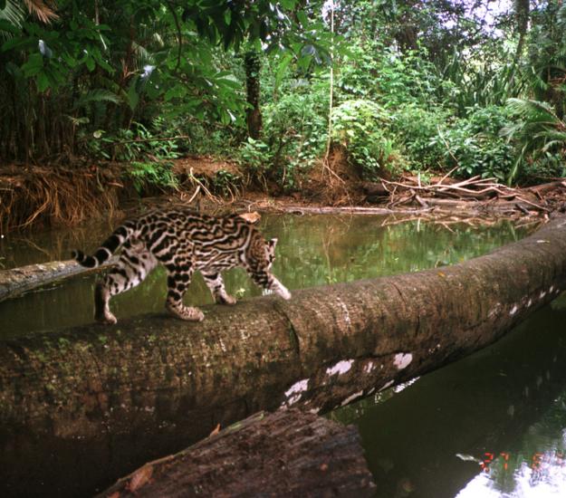 Ocelote (Leopardus pardalis)