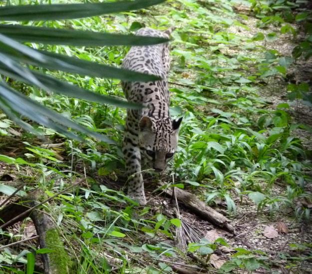 Ocelote (Leopardus pardalis)