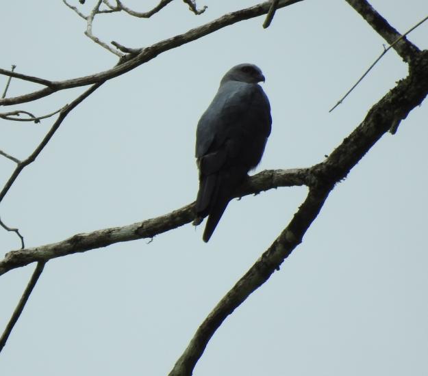 Milano de Mississippi (Ictinia mississippiensis)