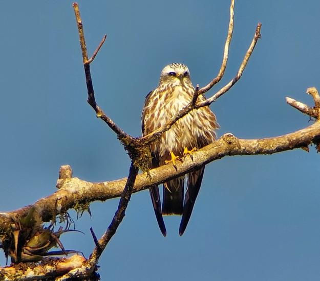 Milano de Mississippi (Ictinia mississippiensis)