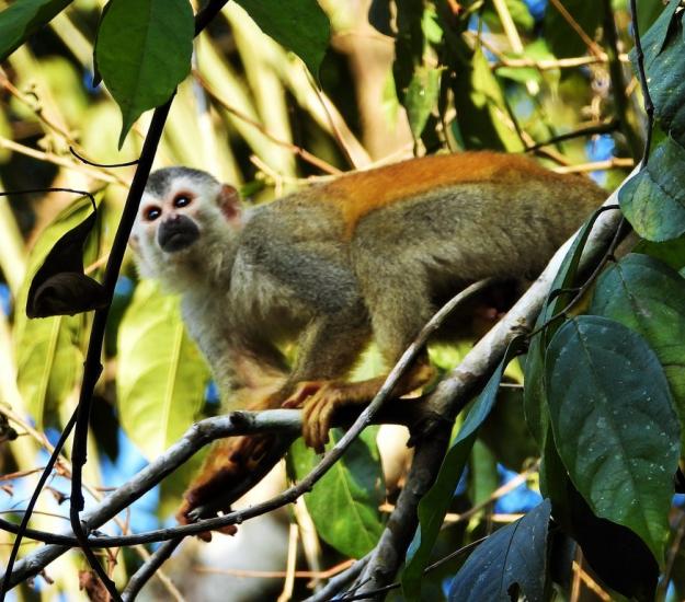 Saimiri oerstedii ssp. citrinellus