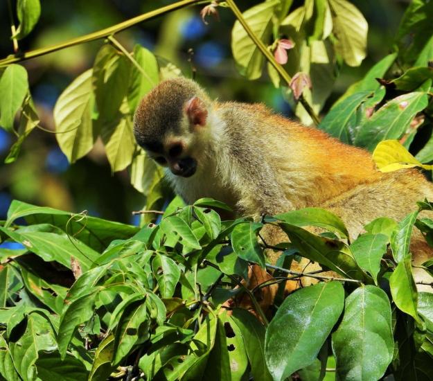 Saimiri oerstedii ssp. citrinellus