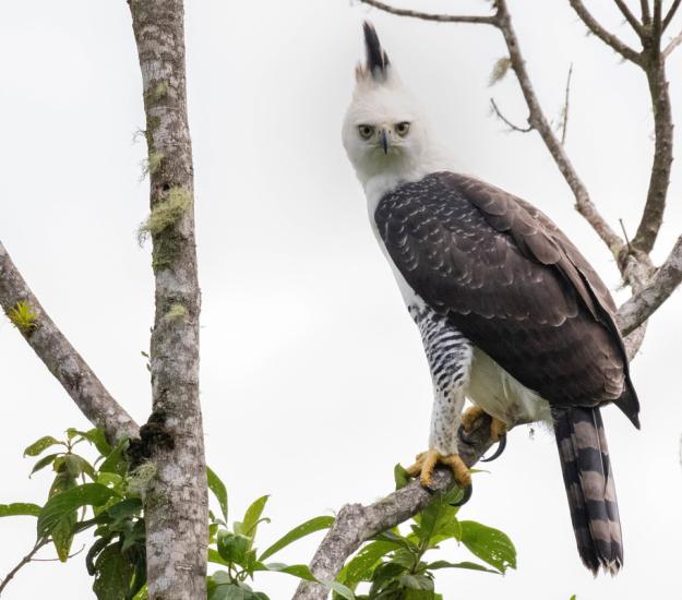 Aguilillo Penachudo (Spizaetus ornatus)