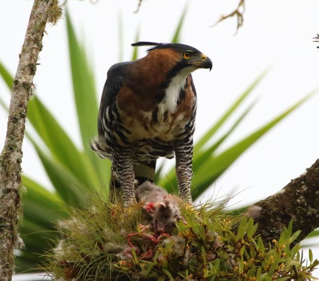 Aguilillo Penachudo (Spizaetus ornatus)