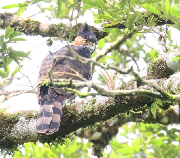 Aguilillo Penachudo (Spizaetus ornatus)