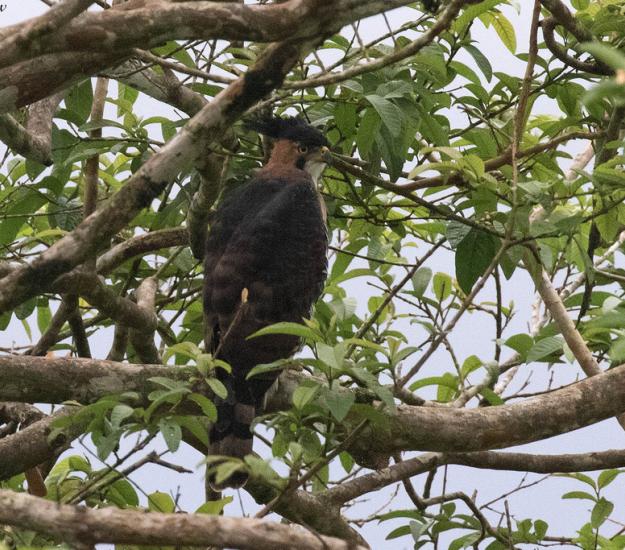 Aguilillo Penachudo (Spizaetus ornatus)