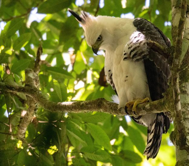 Aguilillo Penachudo (Spizaetus ornatus)