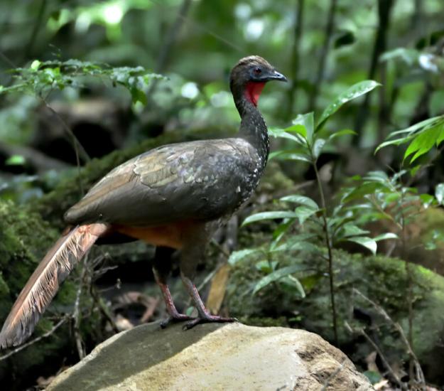 Pava Cojolita (Penelope purpurascens)