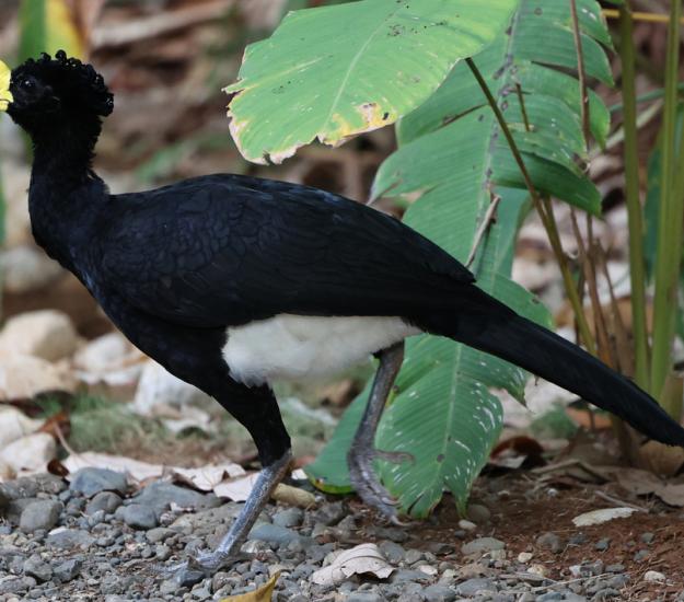 Pavón Grande (Crax rubra)