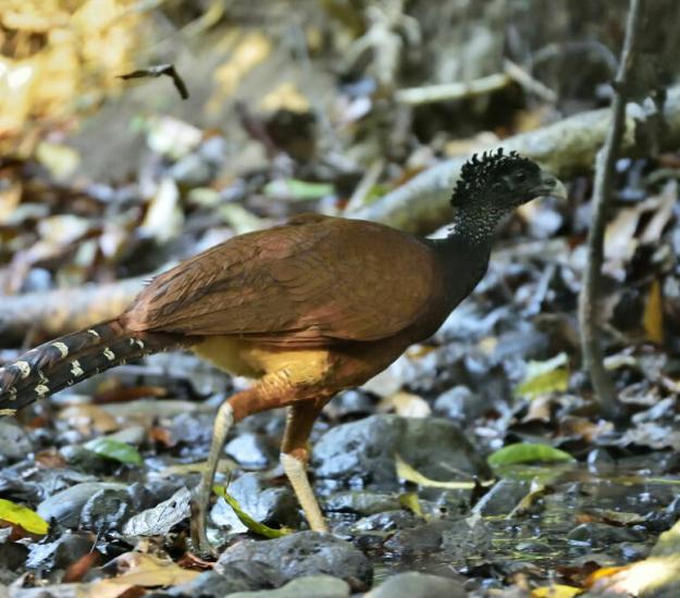 Pavón Grande (Crax rubra)