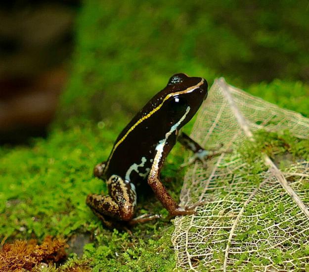 Phyllobates lugubris