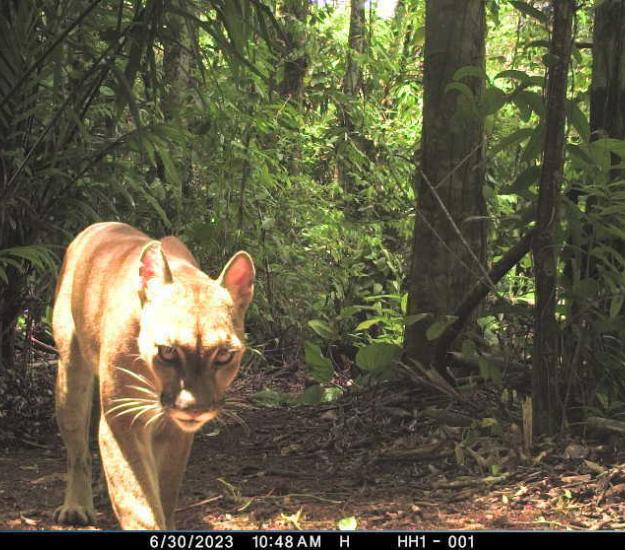 Puma (Puma concolor)